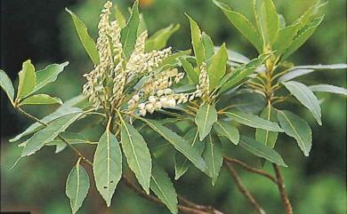 Elaeocarpus argenteus 腺葉杜英