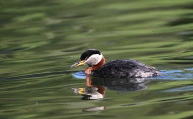 Podiceps grisegena holbollii Reinhardt, 1854 赤頸鸊鷉