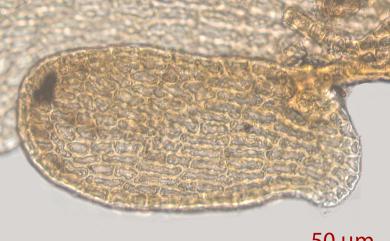 Frullania moniliata (Reinw. et al.) Mont. 列胞耳葉蘚