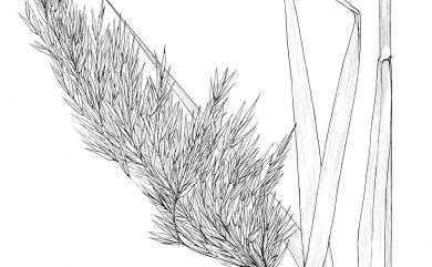 Phragmites australis 蘆葦