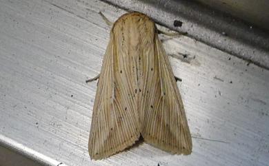 Mythimna radiata (Bremer, 1861) 輻秘夜蛾