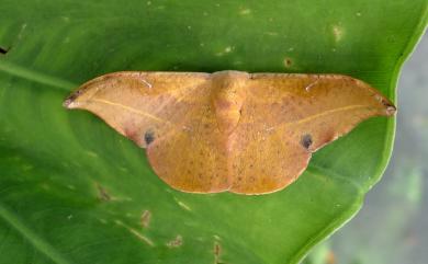 Oreta extensa Walker, 1855 L紋帶鉤蛾