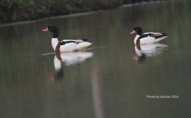 Tadorna tadorna (Linnaeus, 1758) 花鳧