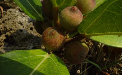 Ficus pedunculosa var. mearnsii (Merr.) Corner 鵝鑾鼻蔓榕