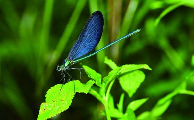 Matrona cyanoptera Hämäläinen & Yeh, 2000 白痣珈蟌