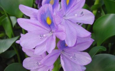 Eichhornia crassipes (Mart.) Solms 布袋蓮