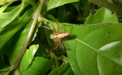 Oxyopes sertatus L. Koch, 1878 斜紋貓蛛