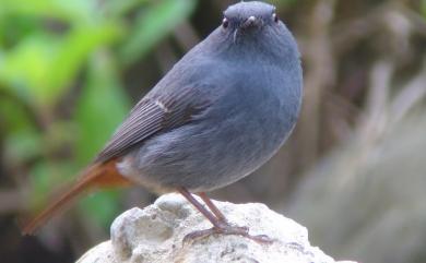 Phoenicurus fuliginosus affinis (Ogilvie-Grant, 1906) 鉛色水鶇