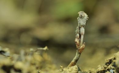 Gastrodia clausa 閉花赤箭