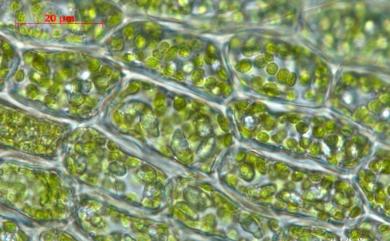 Plagiochila pulcherrima 美姿羽蘚