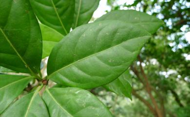 Pisonia umbellifera 皮孫木