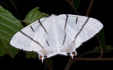 Ourapteryx nigrociliaris magnifica Inoue, 1985 黑帶尾尺蛾