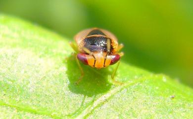 Geocoris ochropterus (Fieber, 1844) 南亞大眼長蝽