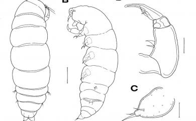 Xarifia quinaria Humes, 1985 五突珊虱