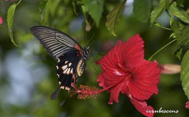 Papilio memnon heronus Fruhstorfer, 1902 大鳳蝶