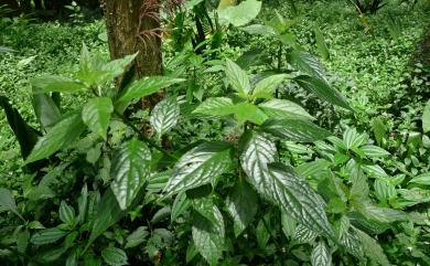 Helwingia japonica subsp. taiwaniana 臺灣青莢葉