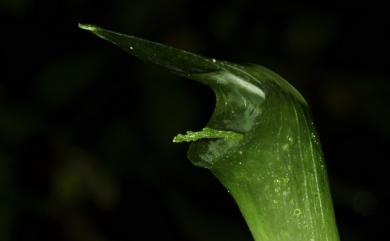 Arisaema nanjenense T.C.Huang & M.J.Wu 南仁山天南星