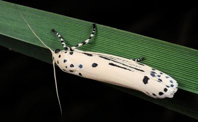 Ethmia lineatonotella Moore, 1867 線紋篩蛾