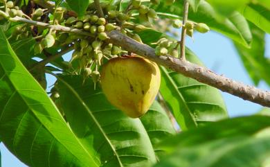 Pouteria campechiana (Kunth) Baehni 蛋黃果