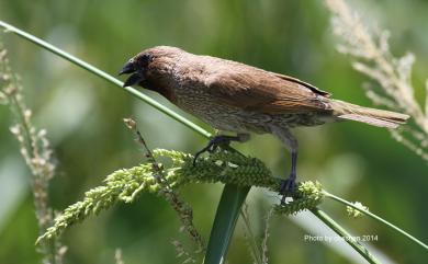 Lonchura punctulata topela (Swinhoe, 1863) 斑文鳥