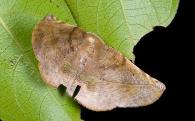 Garaeus apicata formosanus Bastelberger, 1911 後紋鈎角尺蛾