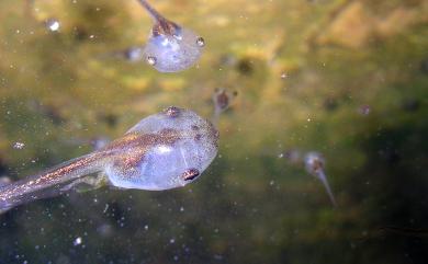 Microhyla fissipes Boulenger, 1884, 小雨蛙