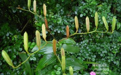 Tricyrtis formosana var. formosana 臺灣油點草