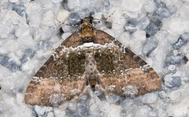 Melanthia catenaria mesozona Prout, 1939