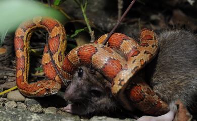 Elaphe guttata (LINNAEUS, 1758) 玉米錦蛇