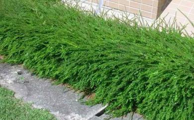 Phyllanthus myrtifolius Moon 錫蘭葉下珠