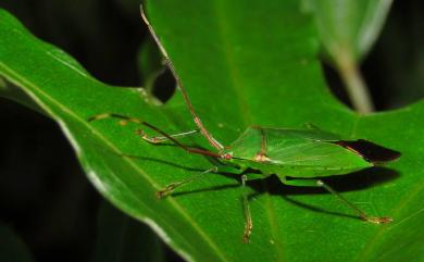 Urostylis blattiformis Bergroth, 1916 蠊形嬌異蝽