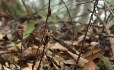 Monotropa uniflora 單花錫杖花