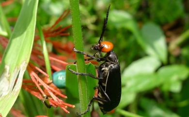 Epicauta hirticornis (Haag-Rutenburg, 1880) 豆芫青