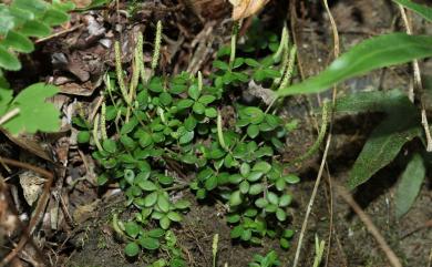 Peperomia tetraphylla 小椒草