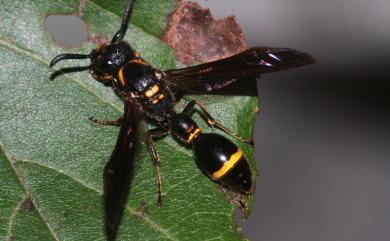 Discoelius esakii Yasumatsu, 1934