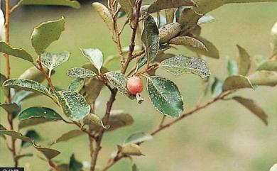 Elaeagnus tarokoensis 太魯閣胡頹子