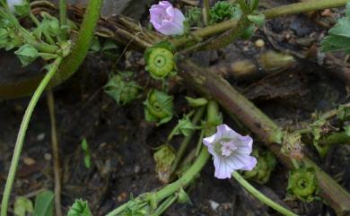 Malva neglecta Wallr. 圓葉錦葵