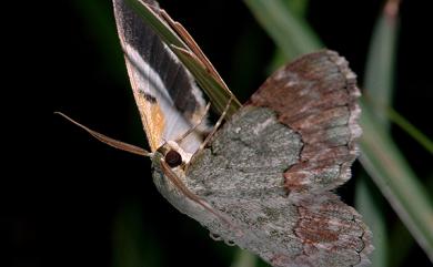 Pingasa ruginaria pacifica Inoue, 1964 基黃粉尺蛾