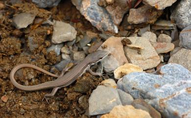 Takydromus hsuehshanensis Lin & Cheng, 1981 雪山草蜥