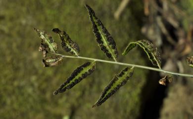 Bolbitis scalpturata (Fée) Ching 紅柄實蕨