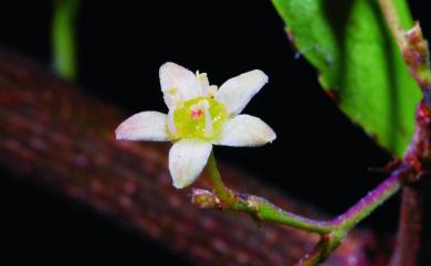 Maytenus diversifolia (Maxim.) Ding Hou 北仲