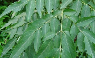 Aralia bipinnata Blanco 裏白楤木