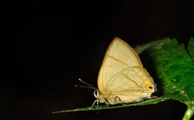 Rapala nissa hirayamana Matsumura, 1926 霓彩燕灰蝶