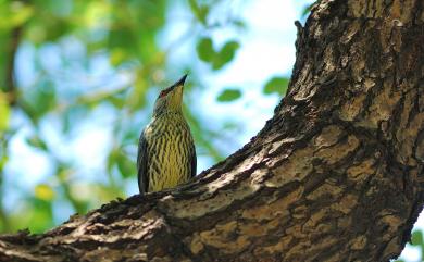 Aplonis panayensis (Scopoli, 1786) 亞洲輝椋鳥