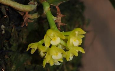 Pomatocalpa acuminata 黃繡球蘭