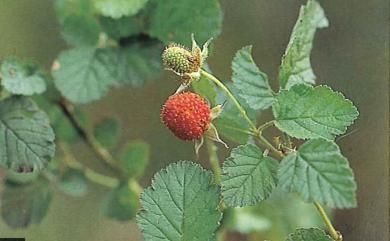 Rubus rosifolius Sm. 刺莓