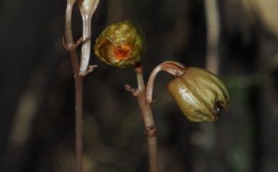 Gastrodia gracilis 細赤箭