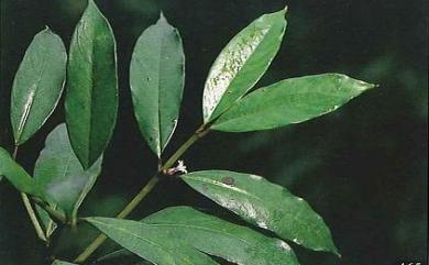 Lasianthus chinensis 白果雞屎樹