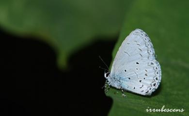 Celastrina lavendularis himilcon 細邊琉灰蝶