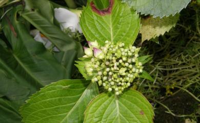 Hydrangea macrophylla 繡球花